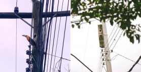 FOTO // Modul creativ în care un om a salvat cuibul unei păsări aflat într-un stâlp electric putred